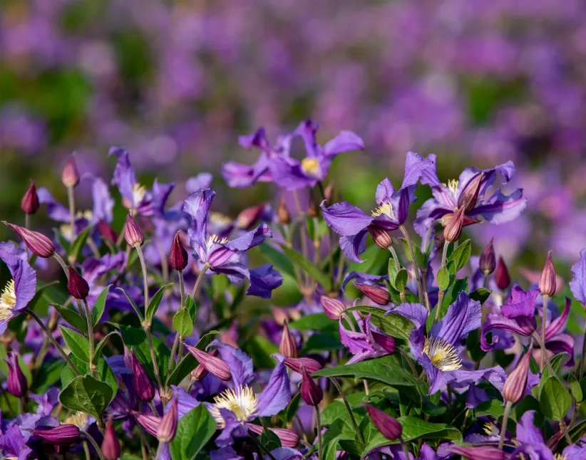 Phlox Pink Eyes | Marginpar